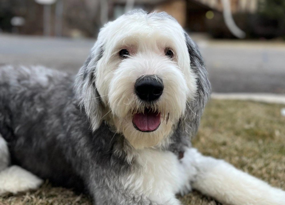 Sheepadoodle Dog - Facts, Pictures & Questions