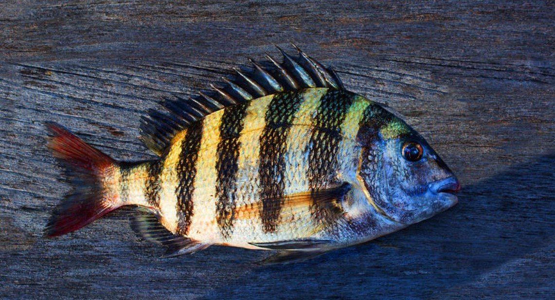 Sheepshead Fish Appearance, Size, and Teeth