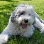 Shepadoodle Physical Attributes and Appearance