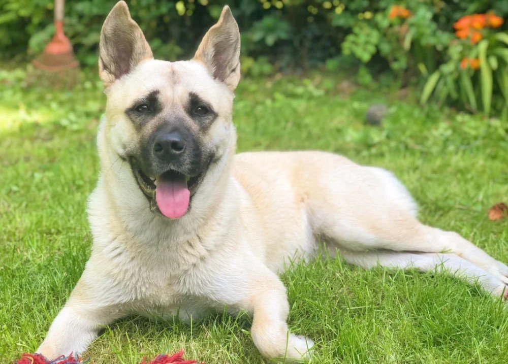 Shepkita Dog - Facts, Pictures & Questions