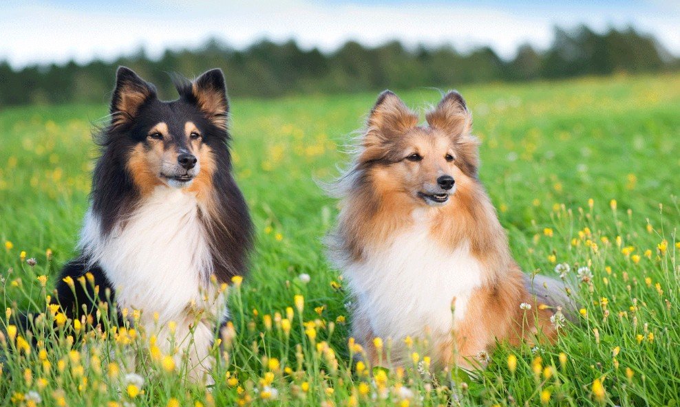 Shetland Sheepdog - Facts, Pictures & Questions