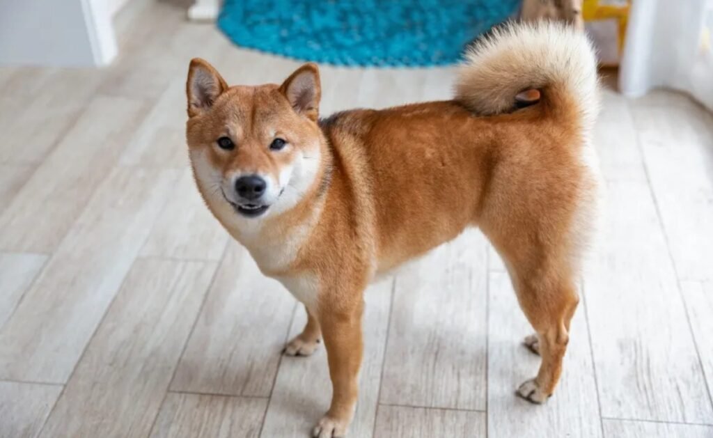 Shiba Inu Dog - Facts, Pictures & Questions