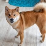 Shiba Inu Dog - Facts, Pictures & Questions