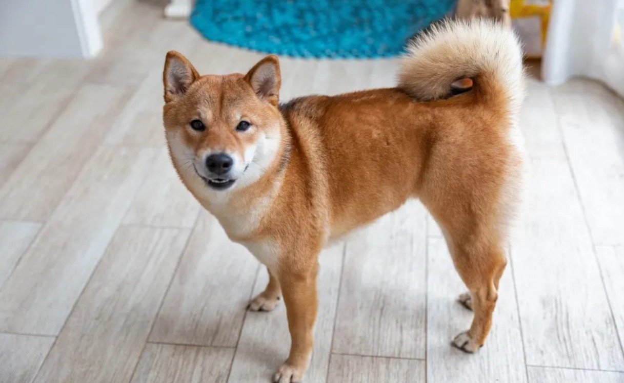 Shiba Inu Dog - Facts, Pictures & Questions