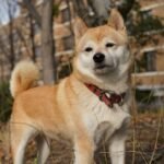 shiba inu mix facts pictures questions