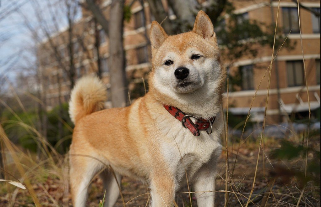 Shiba Inu Mix Breeds Guide