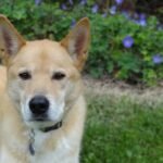 Shiba Inu Mix - Facts, Pictures & Questions