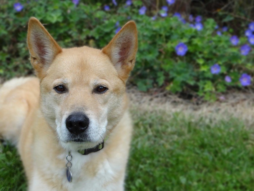 Shiba Inu Mix - Facts, Pictures & Questions