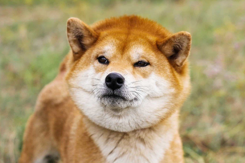 Shiba Inu - The Self-Reliant and Faithful Japanese Pet
