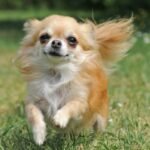 Shichi Dog - Facts, Pictures & Questions