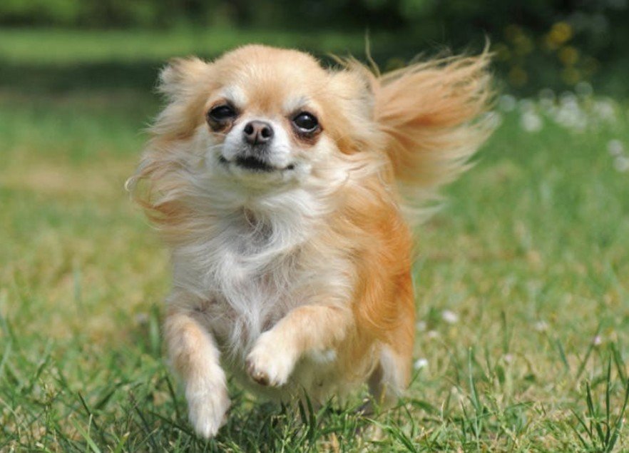 Shichi Dog - Facts, Pictures & Questions