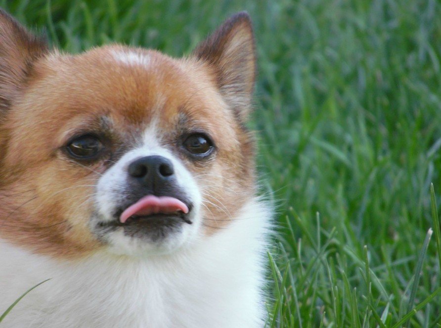 Shichi The Enduring Blend of Chihuahua and Shih Tzu