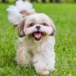 Shih Tzu Size, Coat & Appearance