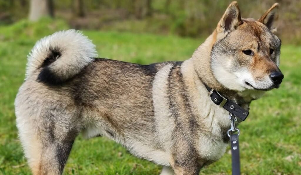 Shikoku Dog Breed History and Origins