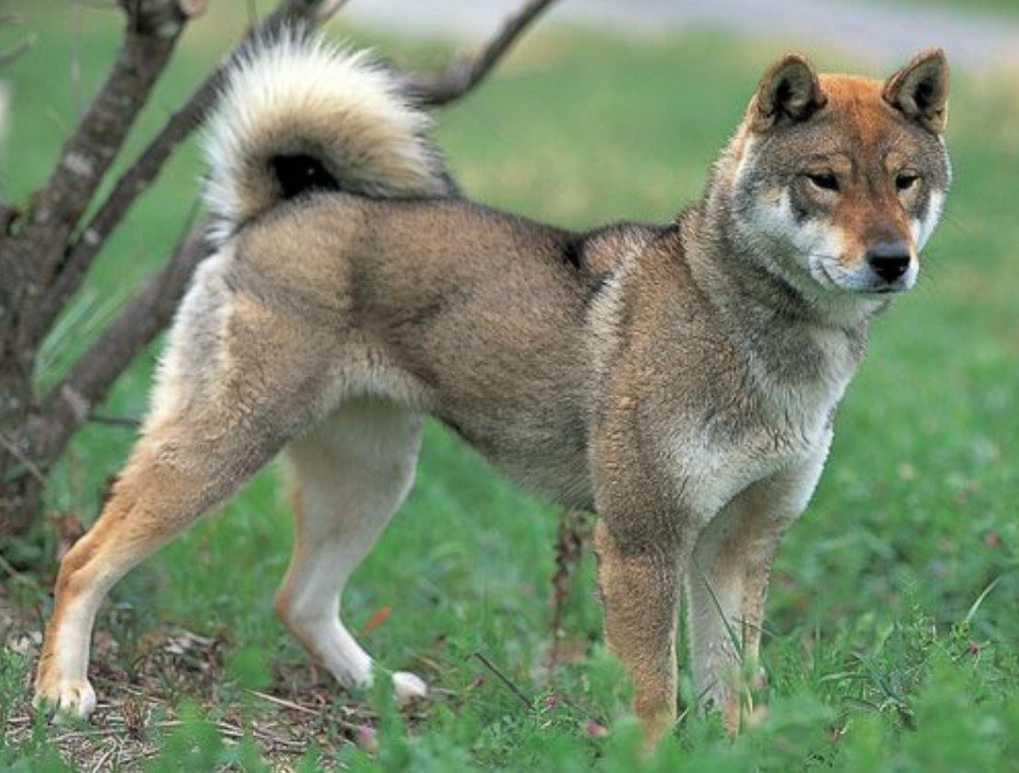 Shikoku Dog - Facts, Pictures & Questions