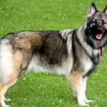 Shiloh Shepherd Behavior and Exercise Needs
