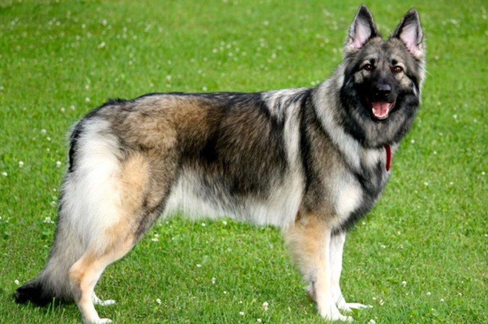 Shiloh Shepherd Behavior and Exercise Needs