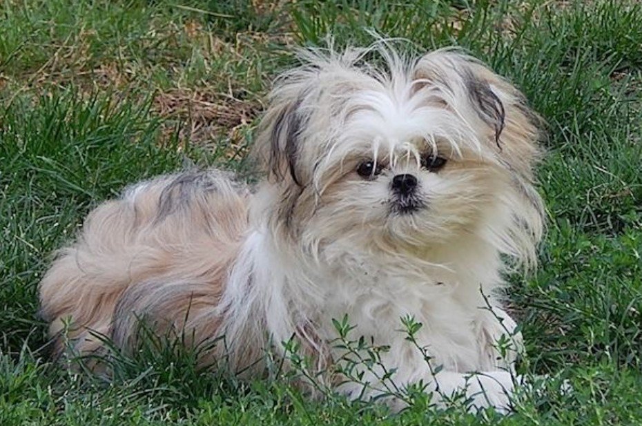 Shiranian Coat Colors, Fluffy Dog Coat, Low Shedding Dog