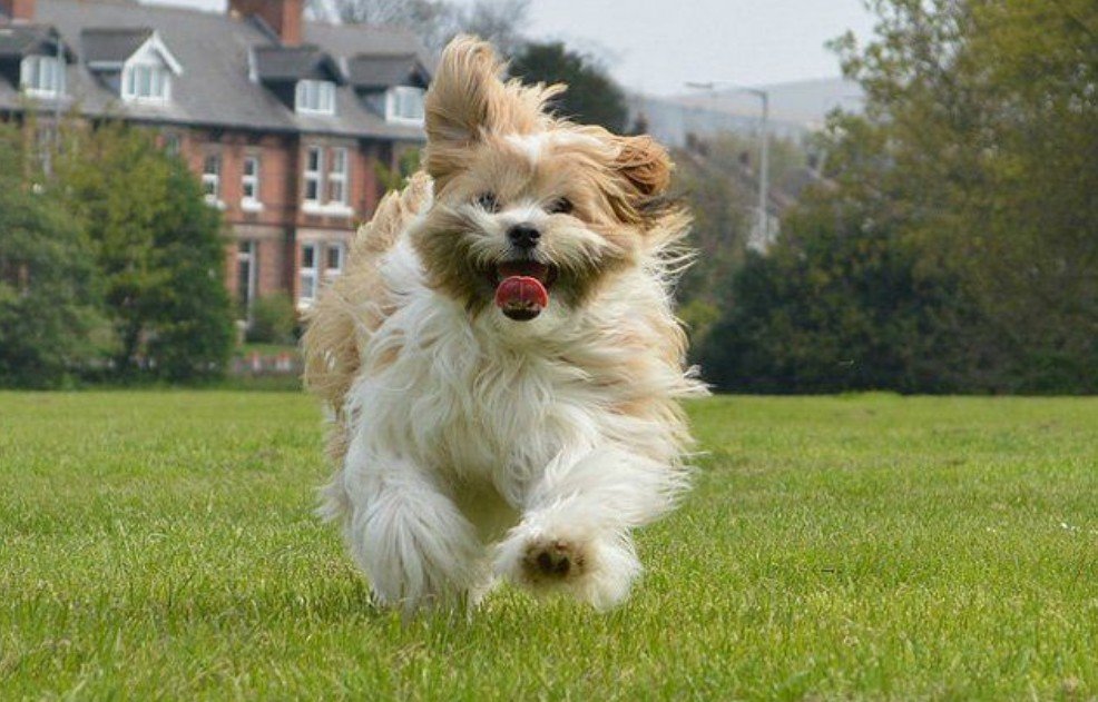 Shiranian Dog - Facts, Pictures & Questions