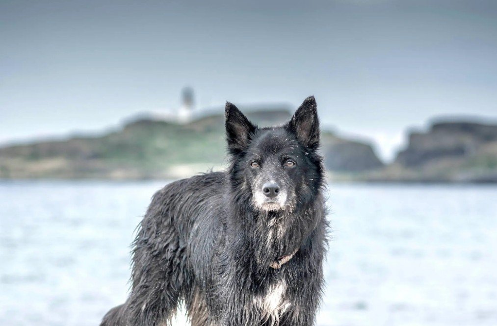 Shollie Dog - Top 10 Facts, Pictures and Questions