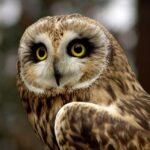 Short-Eared Owl - Top 10 Facts, Pictures and Questions