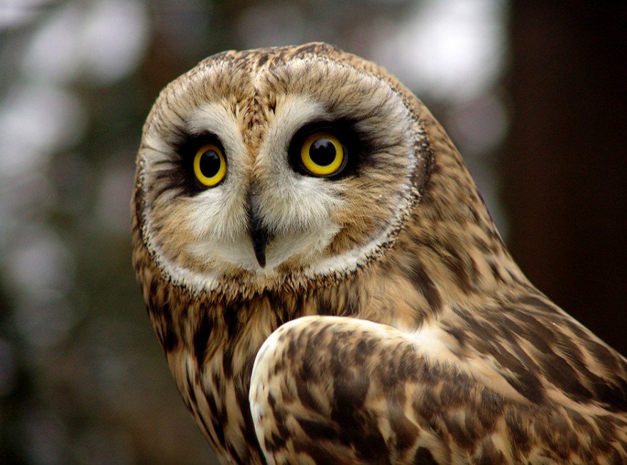 Short-Eared Owl - Top 10 Facts, Pictures and Questions