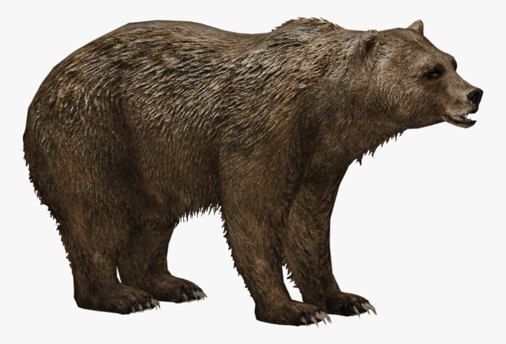 Short-Faced Bear - Top 10 Facts, Pictures and Questions