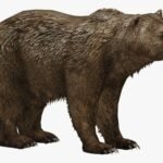 Short-Faced Bear - Top 10 Facts, Pictures and Questions