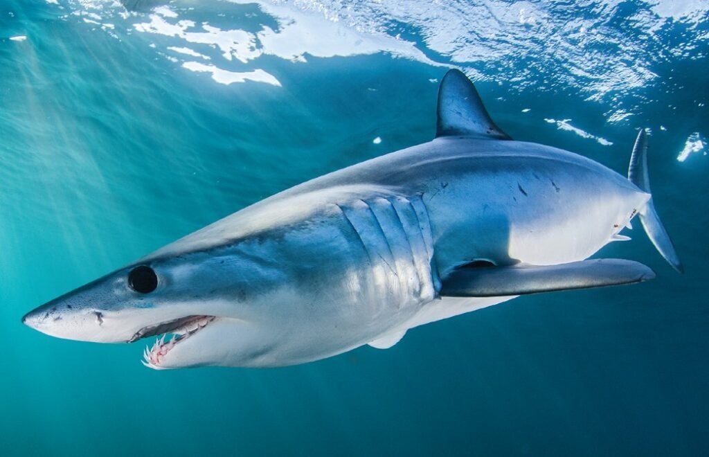 Shortfin Mako Shark Classification & Species Info