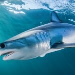 Shortfin Mako Shark Classification & Species Info