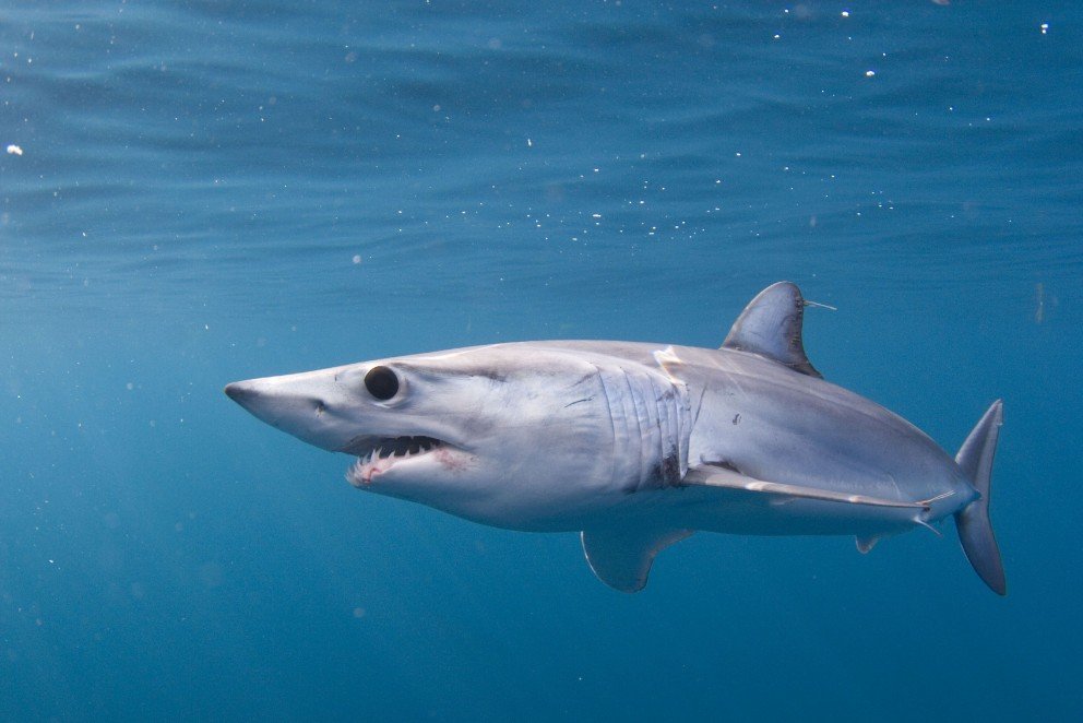 Shortfin Mako Shark – Top 10 Facts, Pictures and Questions