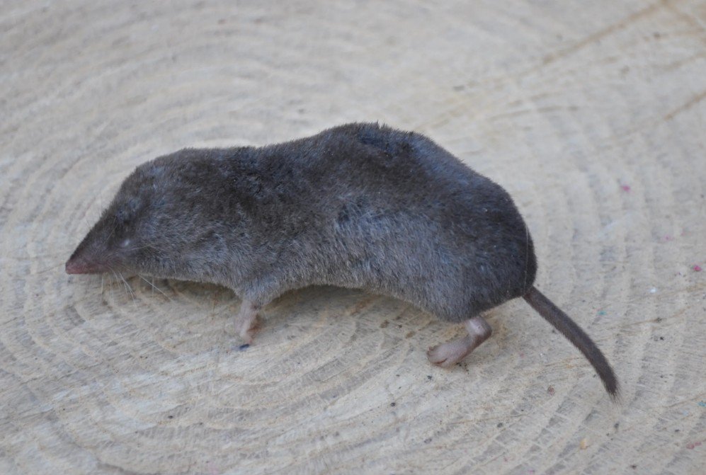 Shrew Behavior, Social Structure & Territorial Habits