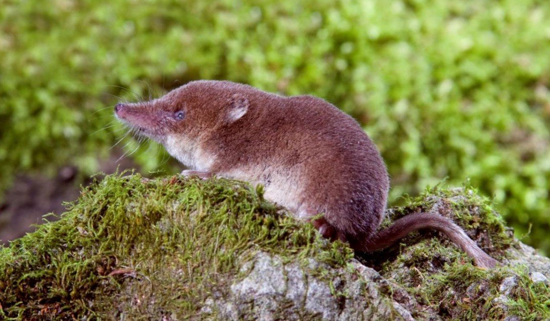 Shrew Facts, Soricidae Species & Small Mammals