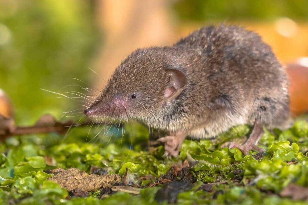 Shrew - Top 10 Facts, Pictures and Questions