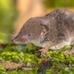 Shrew - Top 10 Facts, Pictures and Questions