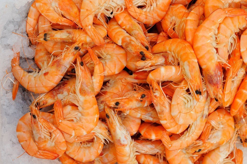 Shrimp - Top 10 Facts, Pictures and Questions