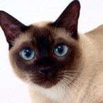 Siamese Cat - Top 10 Facts, Pictures and Questions