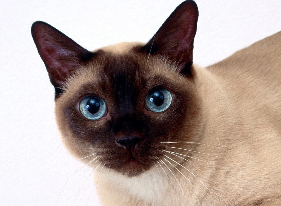 Siamese Cat - Top 10 Facts, Pictures and Questions