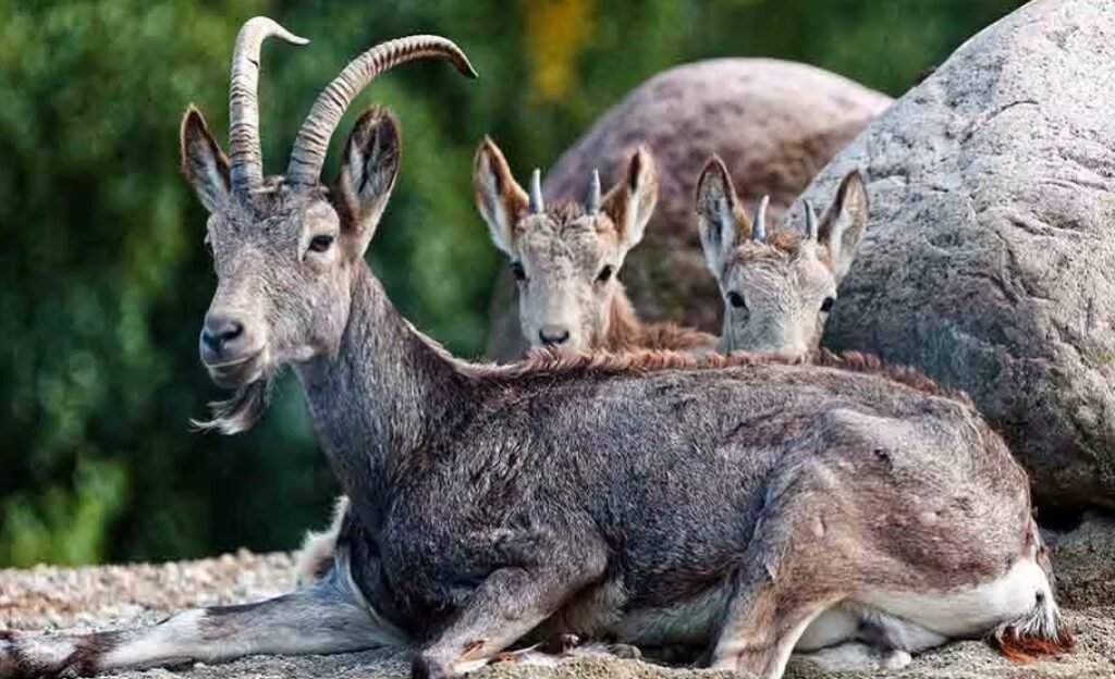 Siberian Ibex - Top 10 Facts, Pictures and Questions