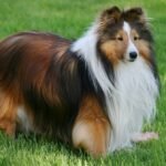 Temperament and Personality of Sheltie