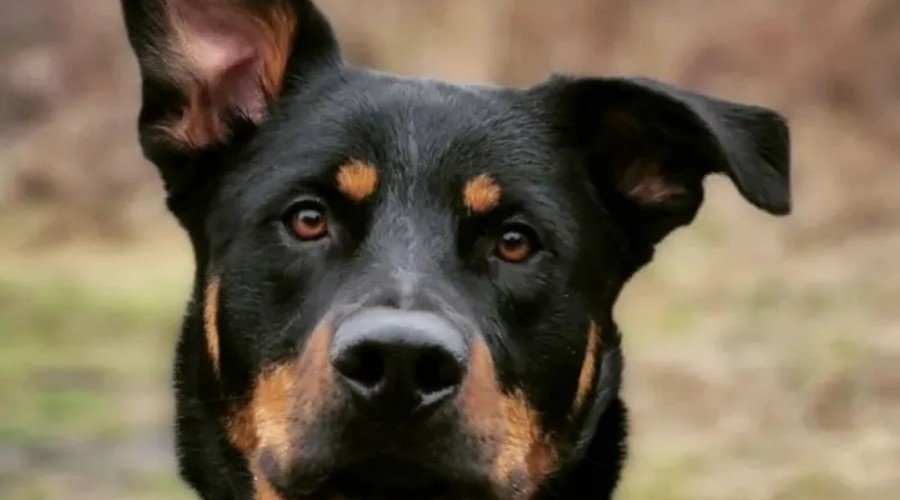 The Origins and History of the Shepweiler 