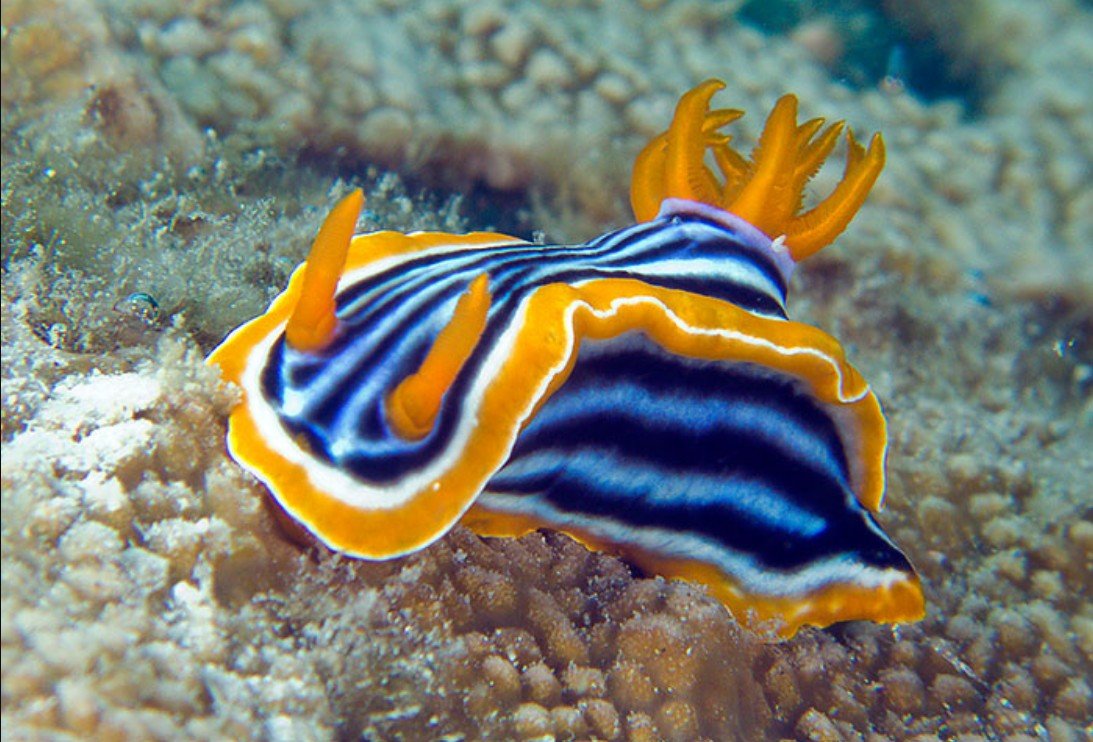 The Physical Attributes of Sea Slugs