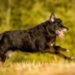 The Physical Attributes of the Shollie