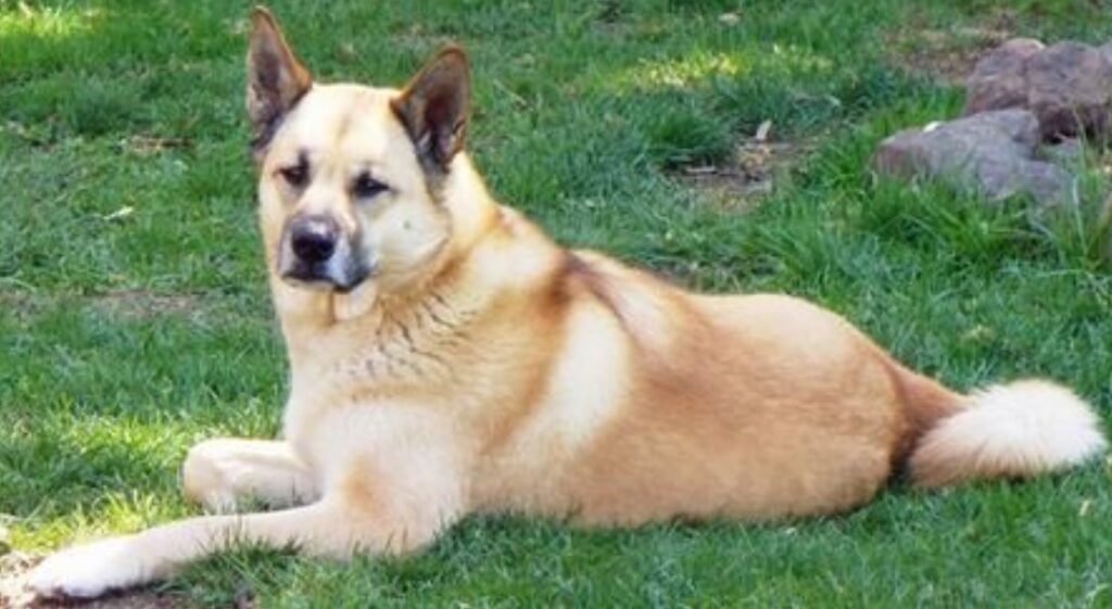 The Shepkita's Origins and History