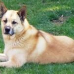 The Shepkita's Origins and History