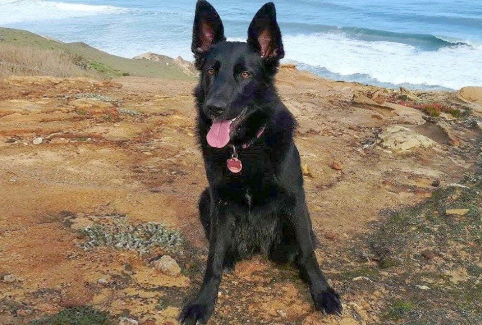 The Shollie's Temperament and Personality