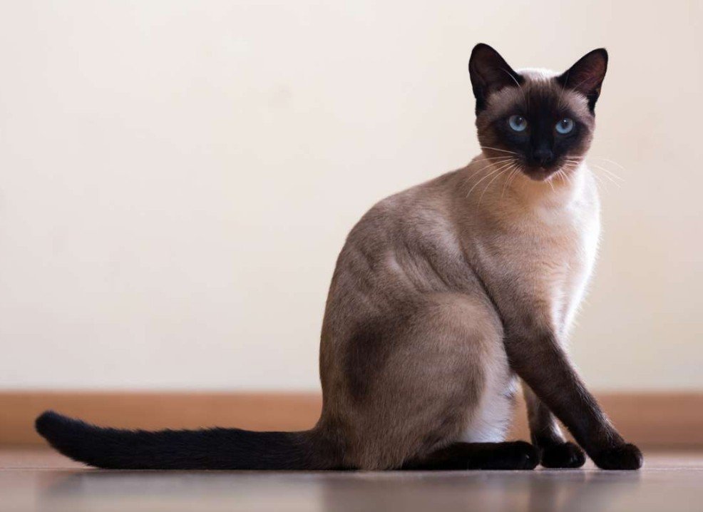 The Siamese Cat's Physical Attributes