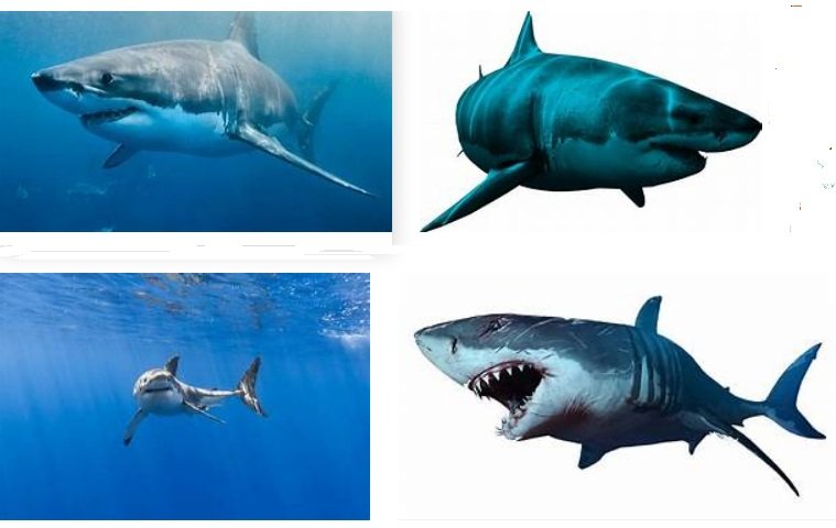 shark fish species and features