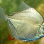 Amazing Facts About Silver Dollar