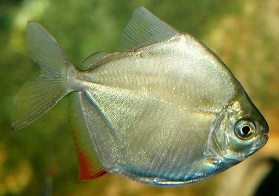 Amazing Facts About Silver Dollar